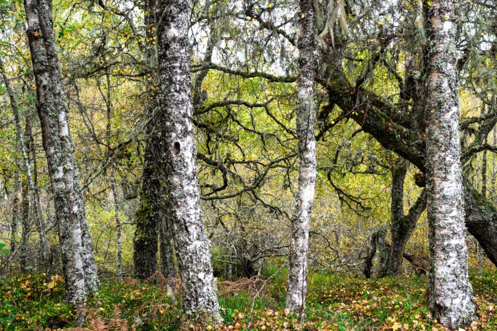 Escocia en otoño: un fin de semana largo desde Londres para ver el cambio de hojas