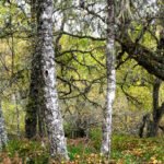Bosque con colores de otoño junto a un lago en las Tierras Altas de Escocia